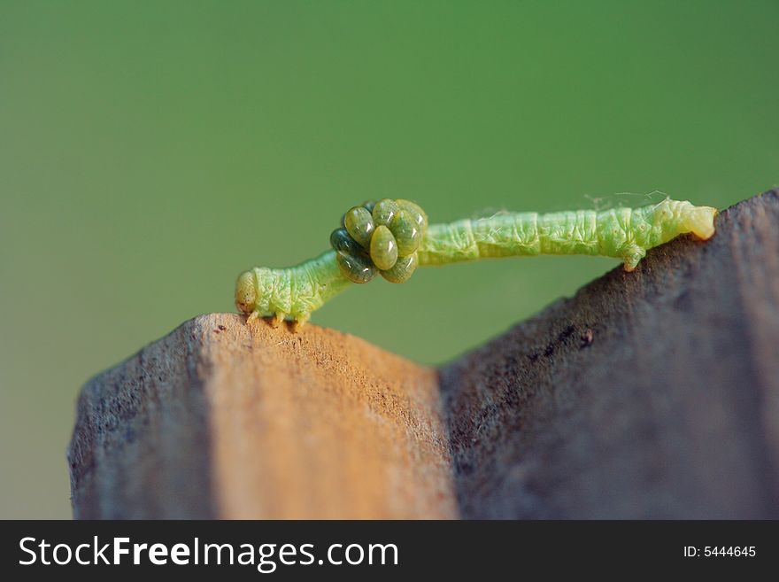 Inchworm With Parasitoids