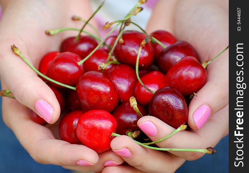Shot of hands full of delicious cherries. Shot of hands full of delicious cherries