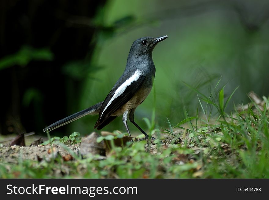 Pretty bird in freedom in the field