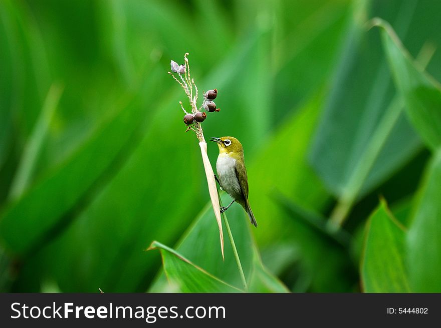 Bird and Mature fruit,Pretty bird in freedom in the field