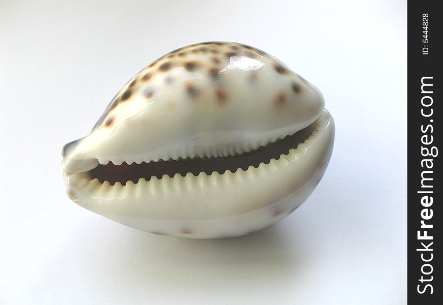 Toothed and spotted cockle-shell on white