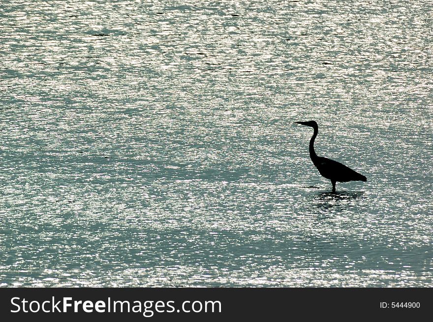 Lake,  A heron is waiting alone