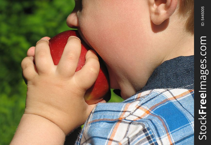 Small child bites off from large red apple. Small child bites off from large red apple