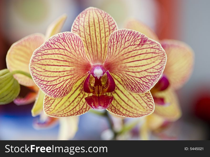 A close up of a yellow orchid