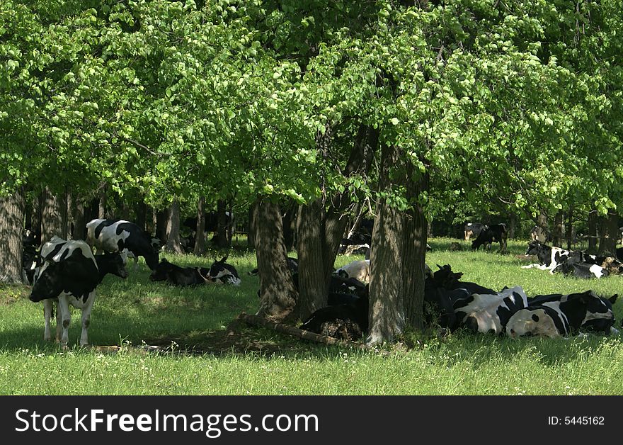 Cowes in the shadow of tree. Cowes in the shadow of tree