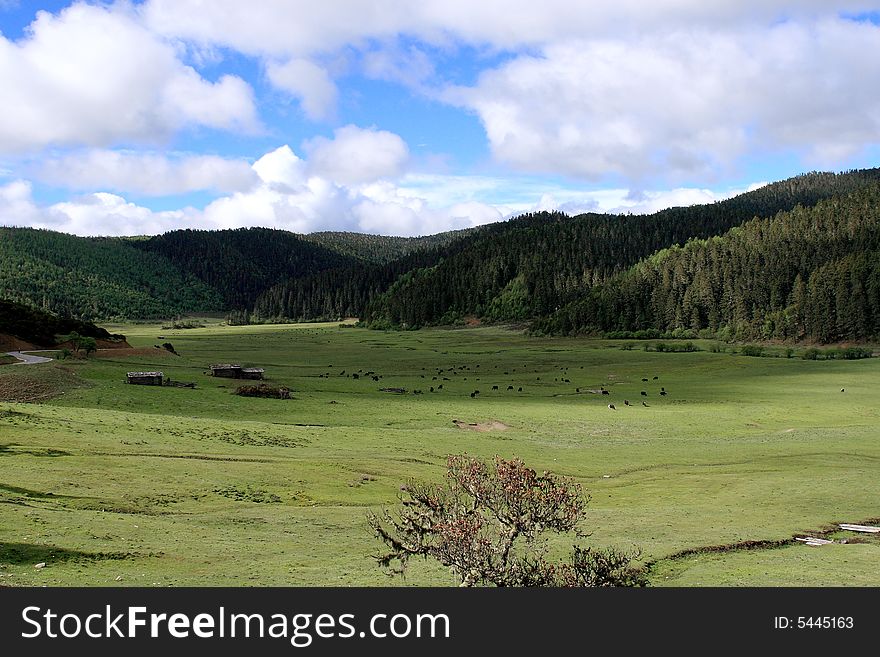 Plain landscape with grass in the foreground and patchy clouds. Plain landscape with grass in the foreground and patchy clouds