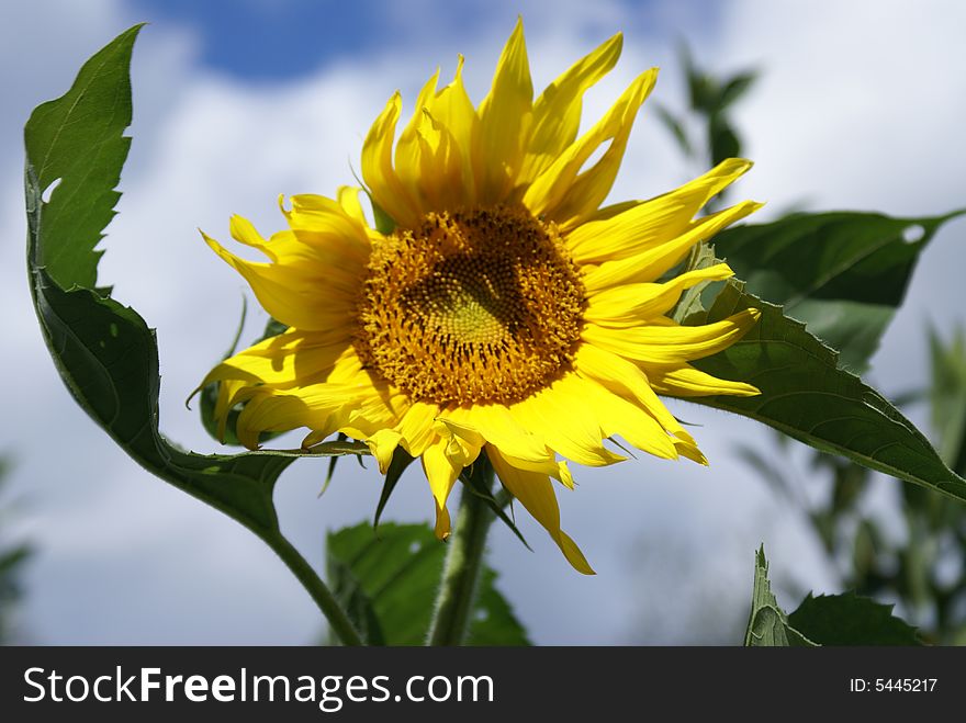 Sunflower behind blue sky with white clouds. Sunflower behind blue sky with white clouds