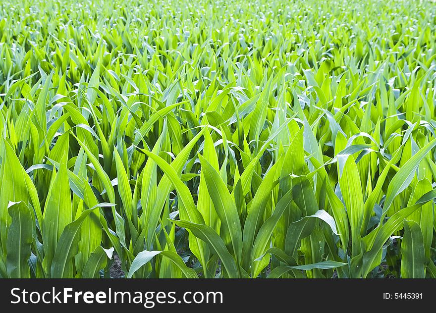 Green corn plant field background. Green corn plant field background