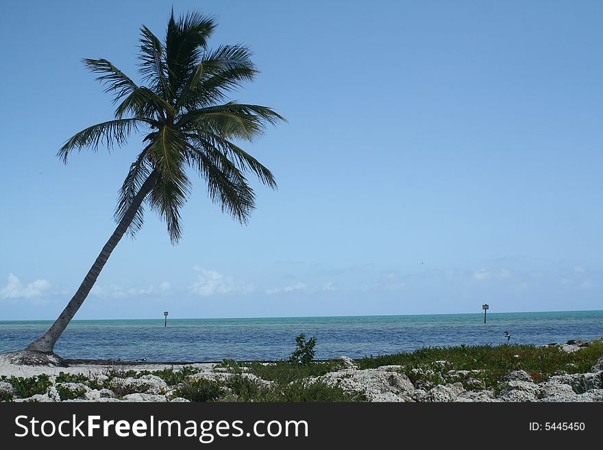 A palm tree leaning towards the ocean. A palm tree leaning towards the ocean