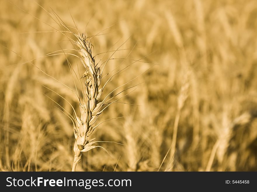 Wheat detail over yellow colored background. Wheat detail over yellow colored background