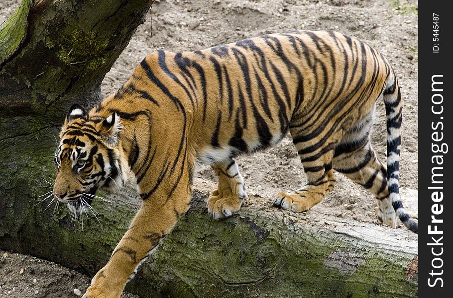 A Sumatran tiger in captivity. A Sumatran tiger in captivity