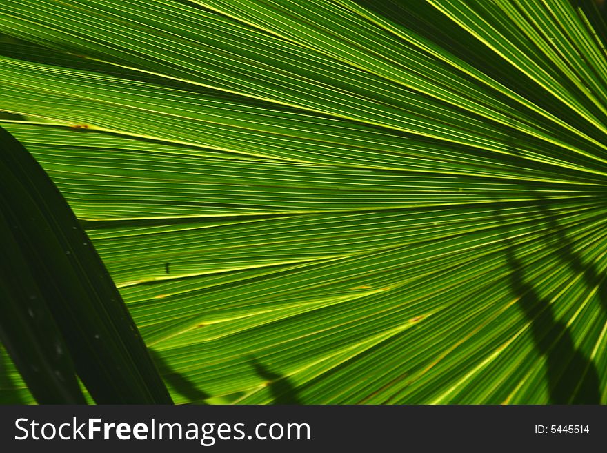 A palm tree fan fanning out in a radiant pattern. A palm tree fan fanning out in a radiant pattern
