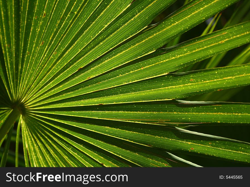 A palm tree fan fanning out in a radiant pattern. A palm tree fan fanning out in a radiant pattern
