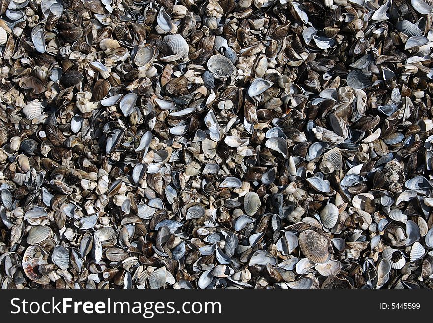 Lots of seashells on a shore. Lots of seashells on a shore