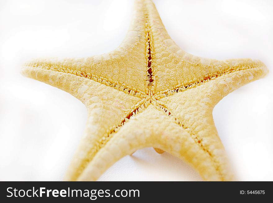 Starfish isolated isolated on white