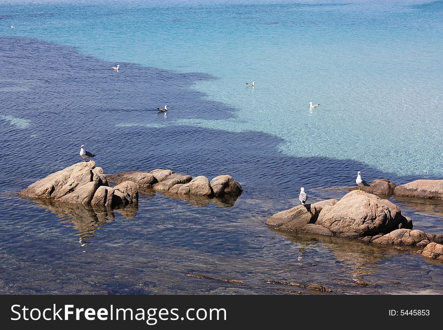 Several seagulls at the sea
