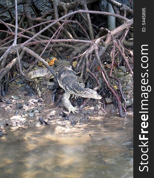 A 3 to 4 ft lizard in mangrove area in langakawi, malaysia