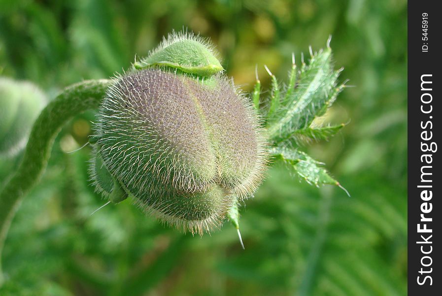 The bud of a poppy covered by fibers