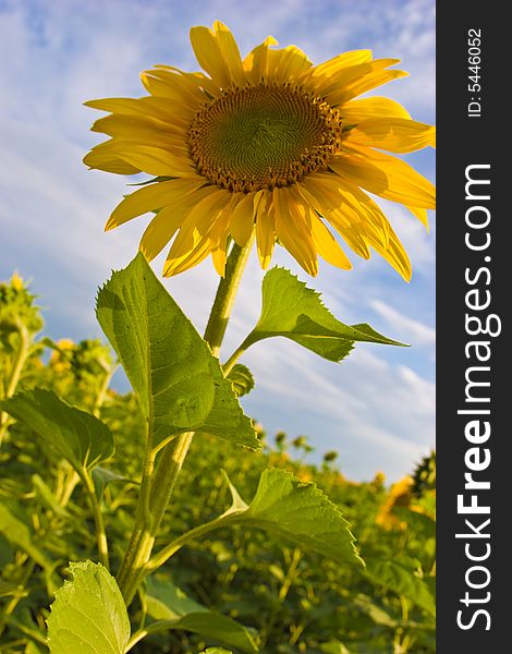 Field of yellow sunflower background, agriculture subject