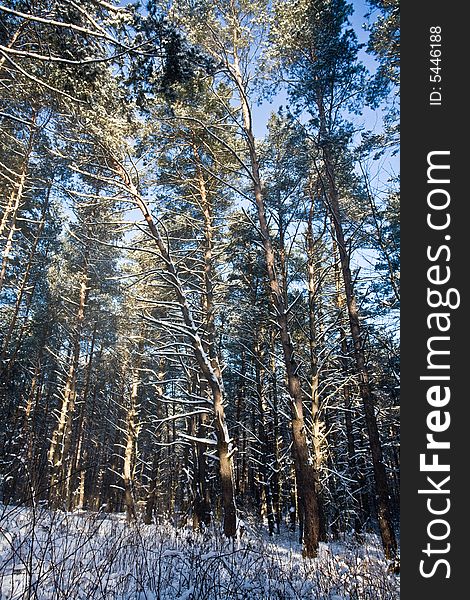 View series: winter forest under white snow