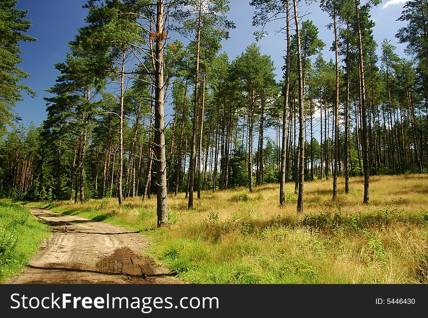 Trees in the forest and path on the left