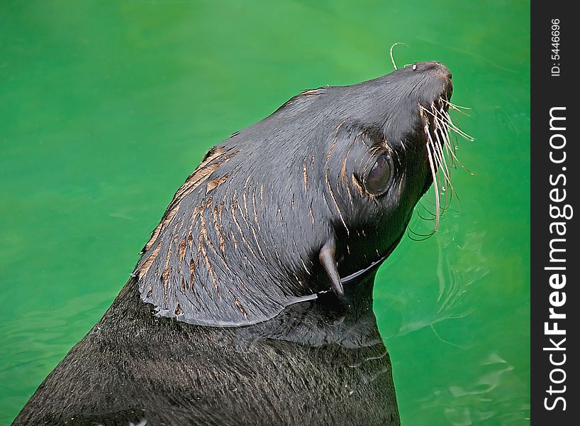 Portrait of fur seal leaning out of the water. Portrait of fur seal leaning out of the water