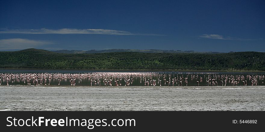 Pink Flamingos on Lake Nakuru Kenya Africa