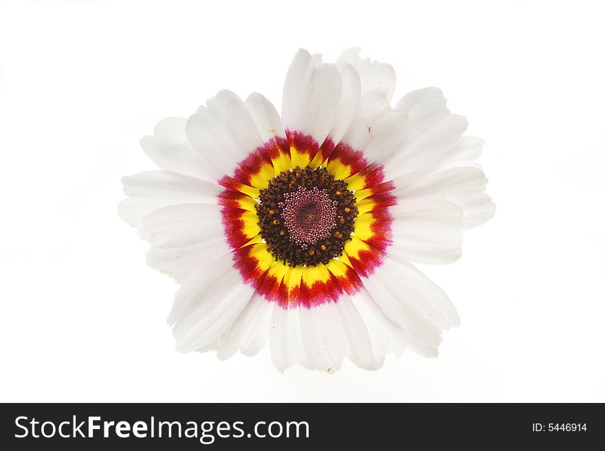 Chrysanthemum flower isolated on a white background