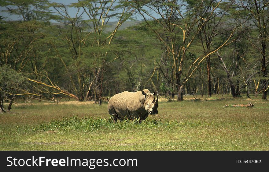White Rhino at Lake Nakuru Rift Valley Kenya