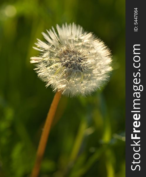 Dandelion in a grass on a green background