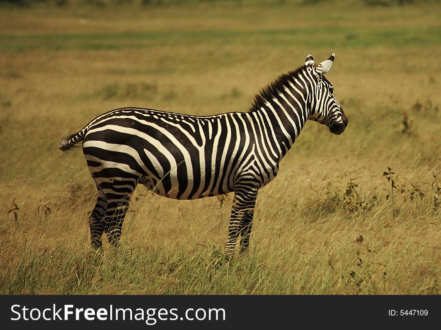 Single zebra in Kenya Africa