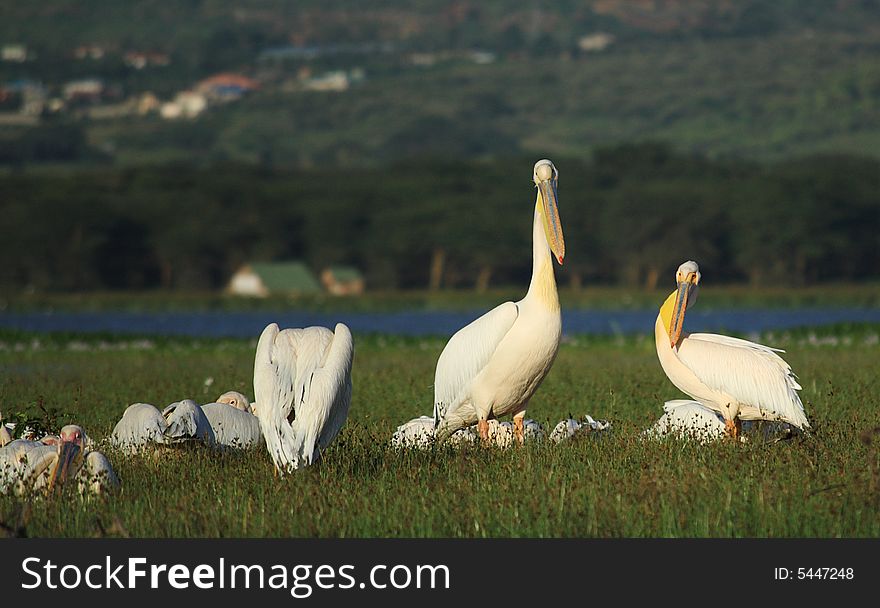 Pelicans on Lake Naivasha Kenya Africa