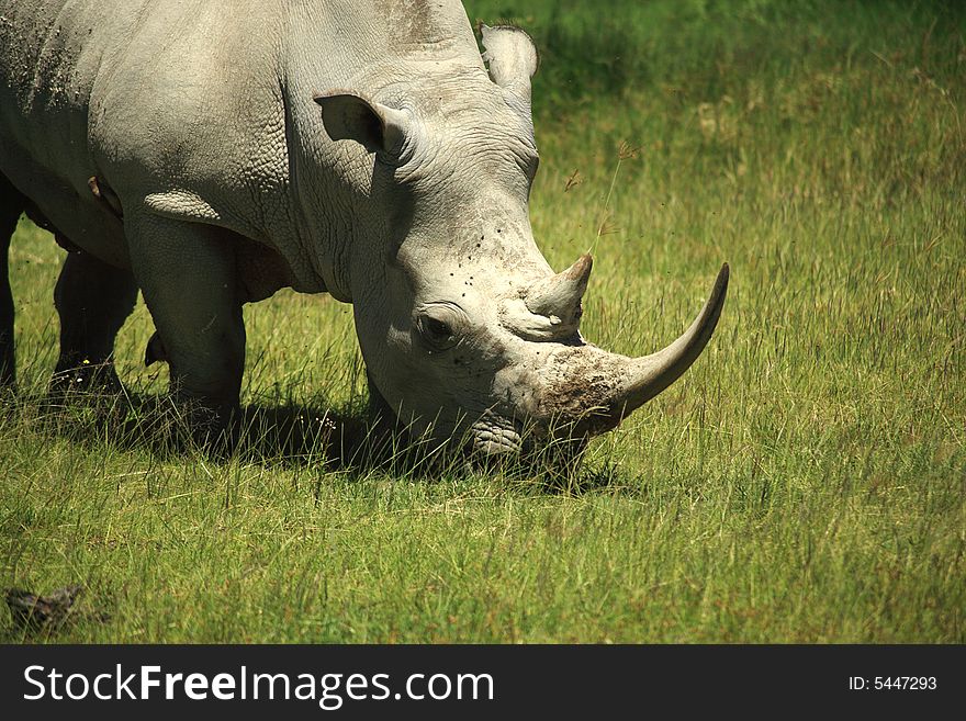 Rhino Covered In Flies