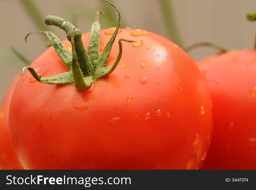 Freshly picked vine ripened tomatoes with dew droplets. Freshly picked vine ripened tomatoes with dew droplets.