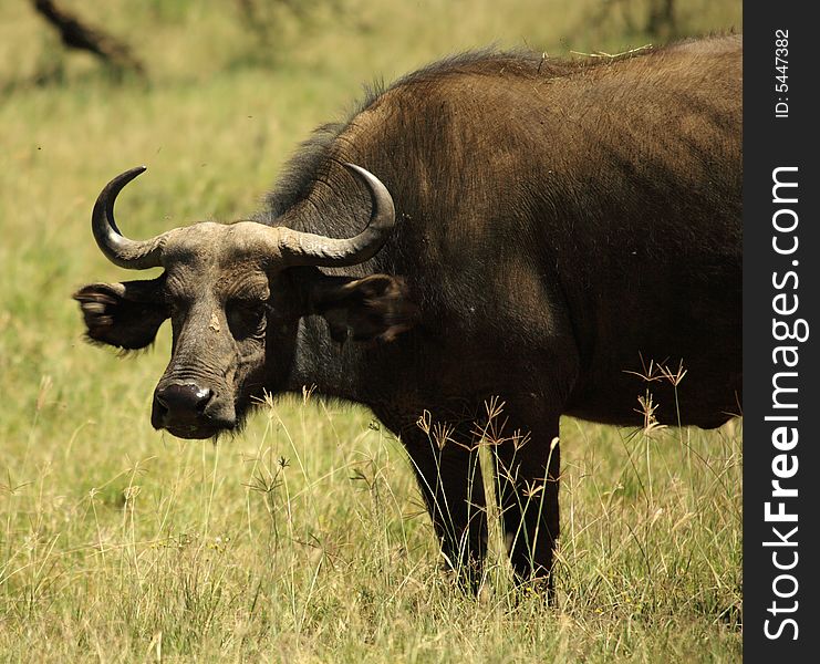 Single buffalo covered in flies in Kenya Africa