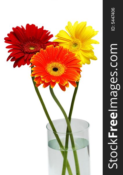 Three gerber flowers in bowl isolated over white background