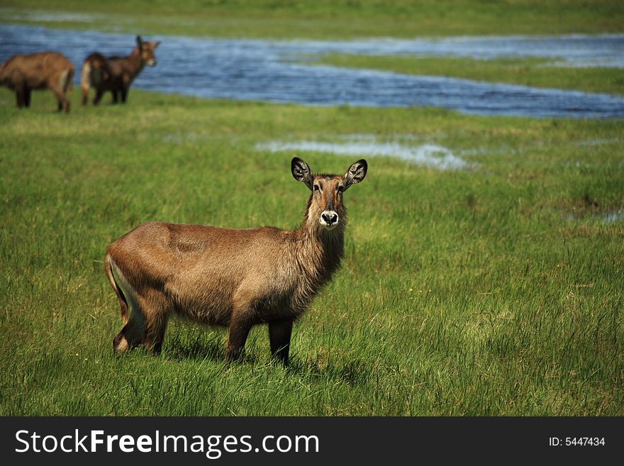 Waterbuck stood in the green grass Kenya Africa