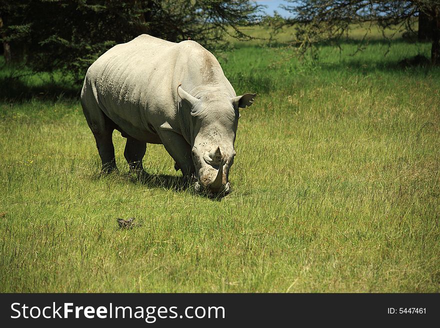 Rhino eating grass in Kenya Africa