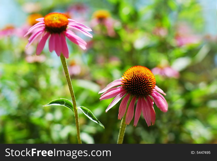 Two pink flowers with blur background