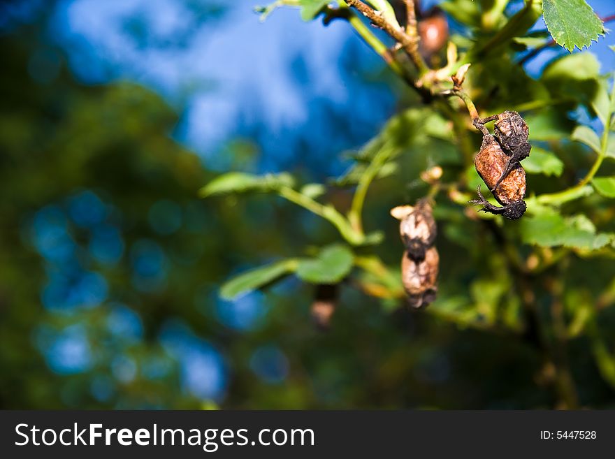 Over done rose hip fruits. Over done rose hip fruits