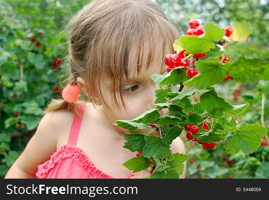 3 year old girl eating red current right from the bush. 3 year old girl eating red current right from the bush