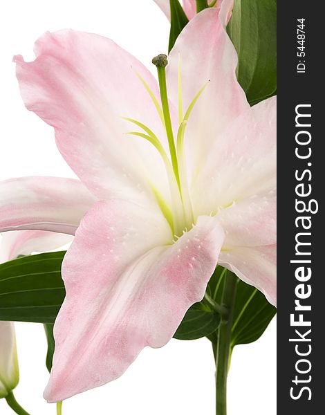 Beautiful pink lily on a white background