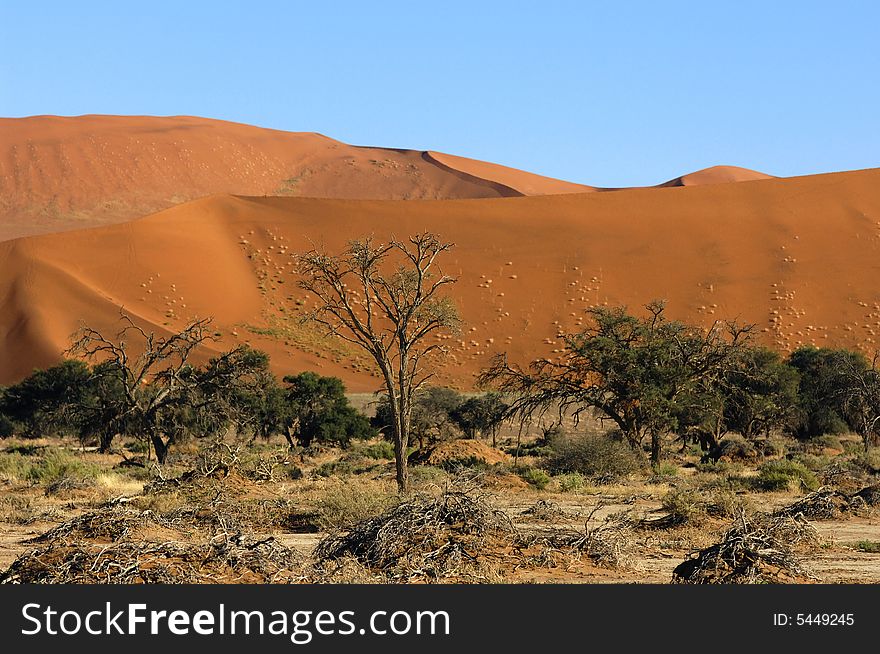 A sand dune in the desert, Namibia, Africa