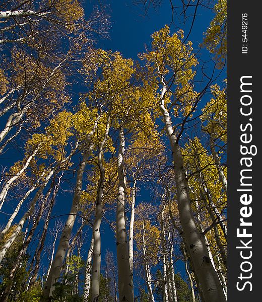 Autumn aspen canopy on the Saint Vrain Mountain trail in the Indian Peaks Wilderness, Colorado. Autumn aspen canopy on the Saint Vrain Mountain trail in the Indian Peaks Wilderness, Colorado.
