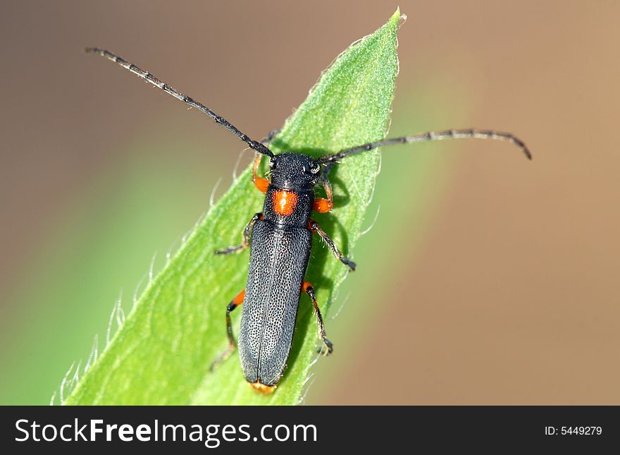 Cerambycidae, parked in the grass leaf surface.