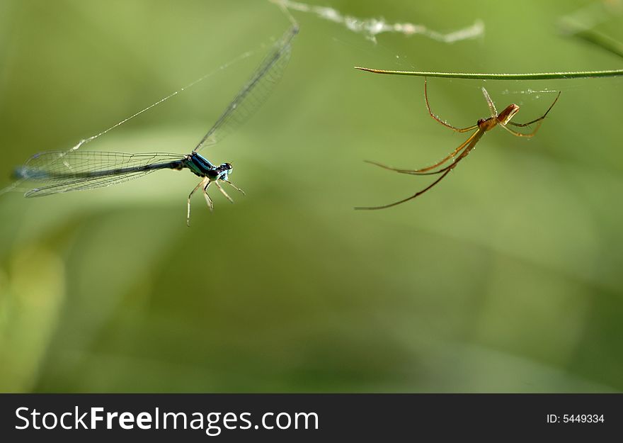 Dragonflies into the spider's set a trap. Dragonflies into the spider's set a trap
