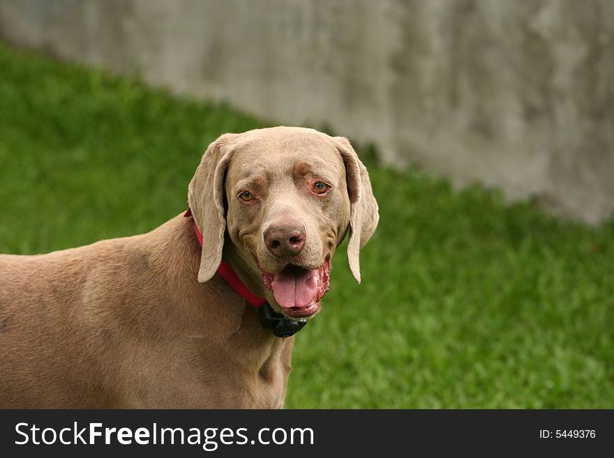 Profile photo of a Weimaraner male dog. Profile photo of a Weimaraner male dog