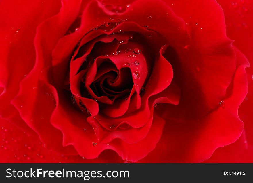Macro shot of the middle of a red rose. Macro shot of the middle of a red rose