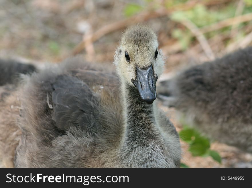 A baby Canadian Goose resting on a lake shore.