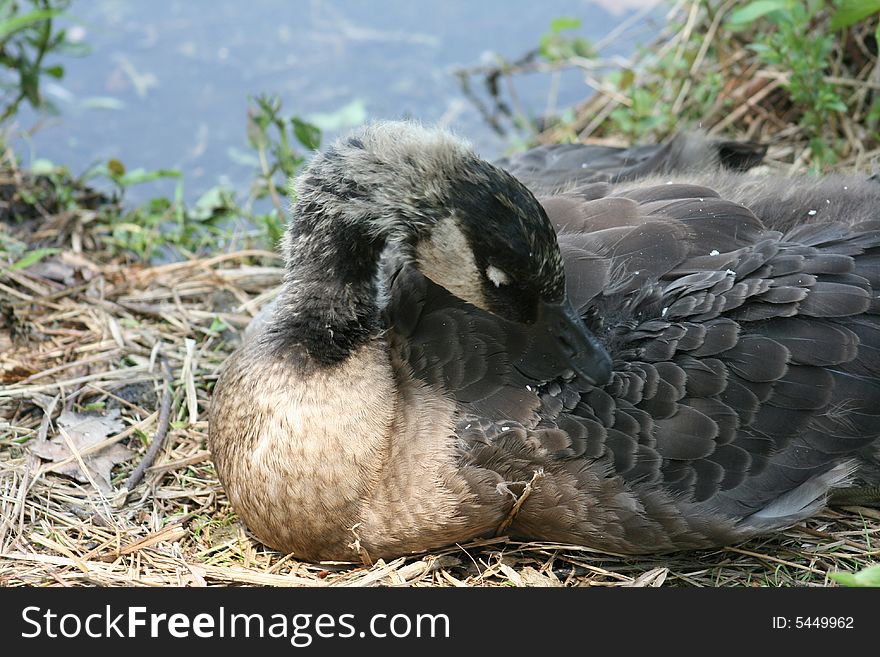 A baby Canadian Goose prooning.